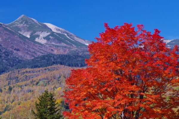 乗鞍岳とオオモミジの紅葉