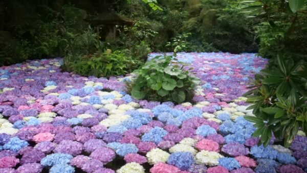 篠栗南蔵院のあじさい池