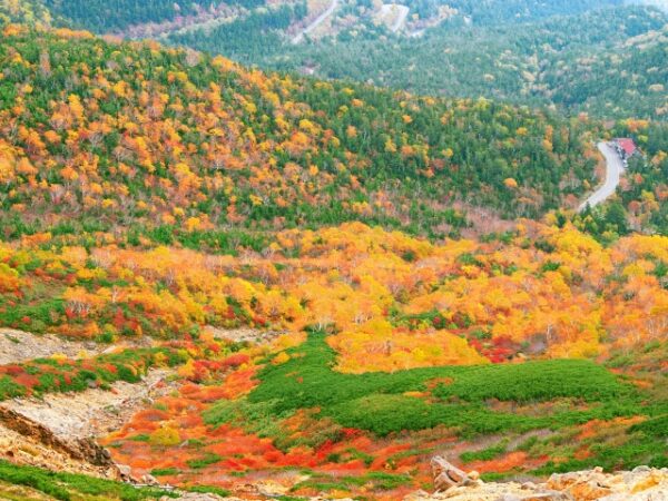 乗鞍高原の紅葉風景