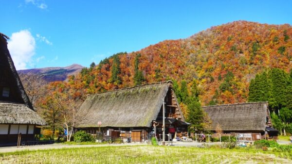 合掌造りと紅葉風景