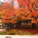 九年庵の紅葉