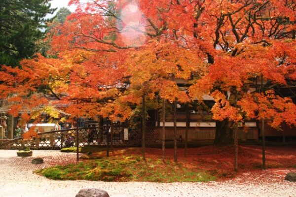 九年庵の紅葉