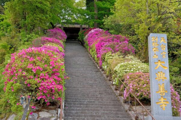 大興善寺の門階段とつつじ