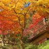 大興善寺の紅葉風景