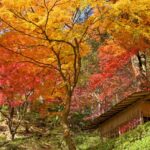 大興善寺の紅葉風景
