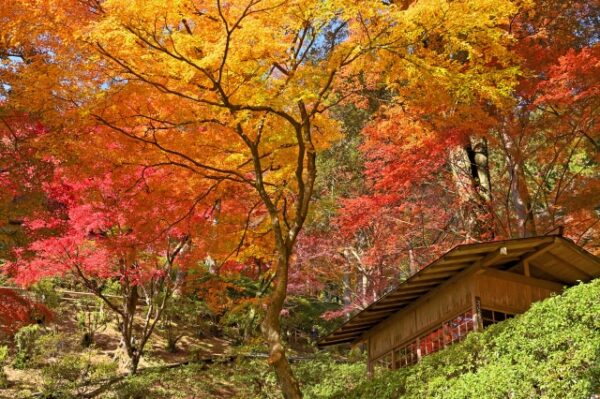 大興善寺の紅葉風景