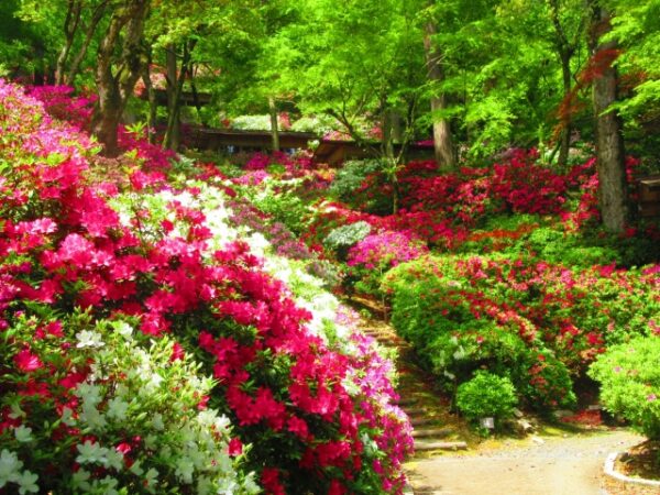 大興善寺のつつじ