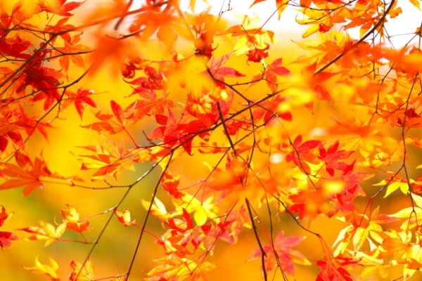紅葉しているもみじの画像