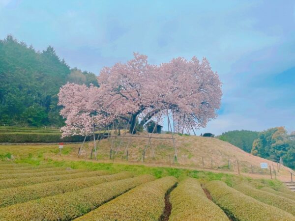 嬉野の100年桜と茶畑