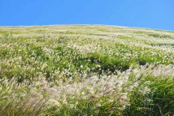 大室山のススキが青い空に映えている