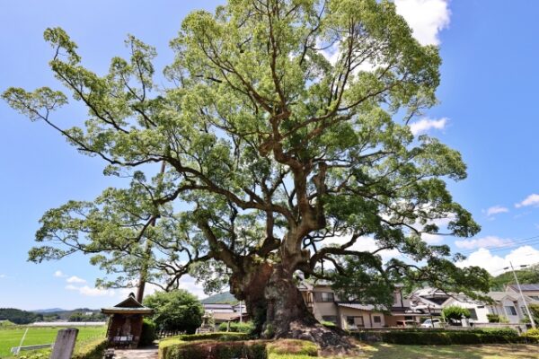 武雄市の川古の大楠