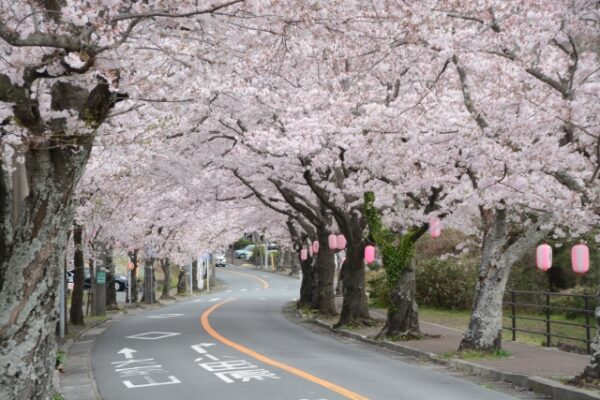 満開の桜並木の風景