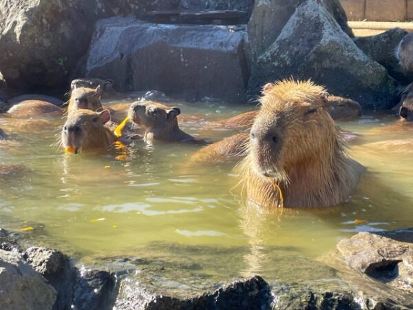 伊豆シャボテン公園のカピバラ