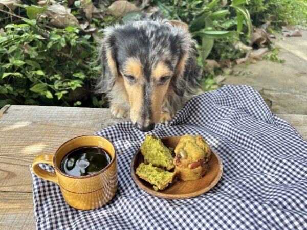 愛犬と食事のイメージ画像