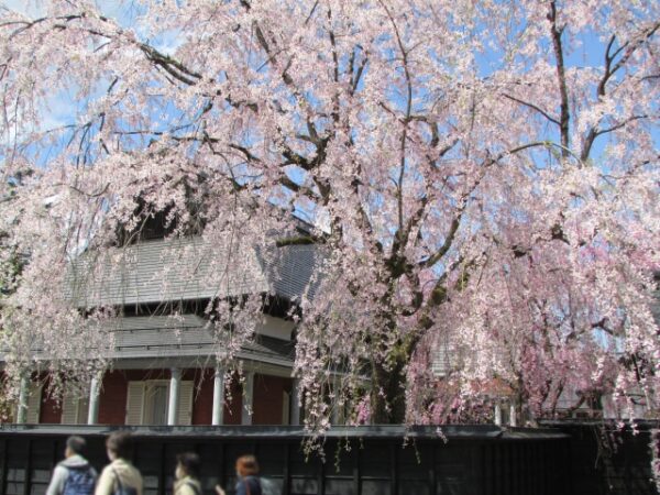 秋田県の角館武家屋敷の青柳家の画像