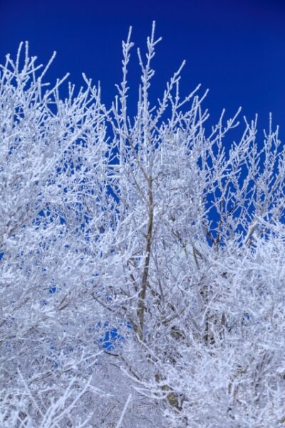青空に映える霧氷