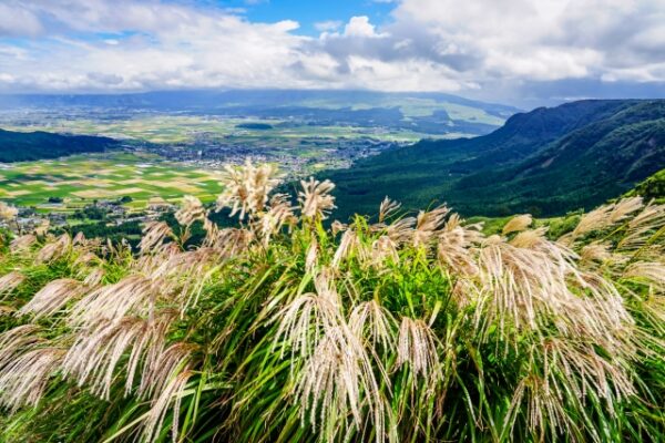 秋の阿蘇のススキの風景