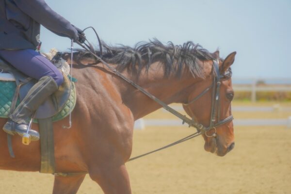 草千里ヶ浜の馬