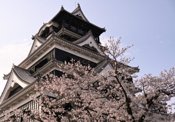 熊本城と桜
