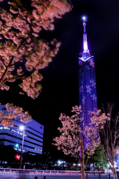 福岡タワーに桜の花びらがライトアップされている