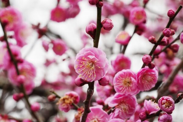 鮮やかなピンク色の梅の花